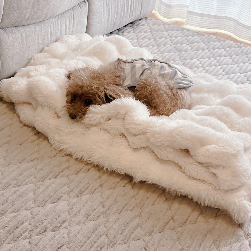 トイプードル シニア犬 ウェルネスウェア