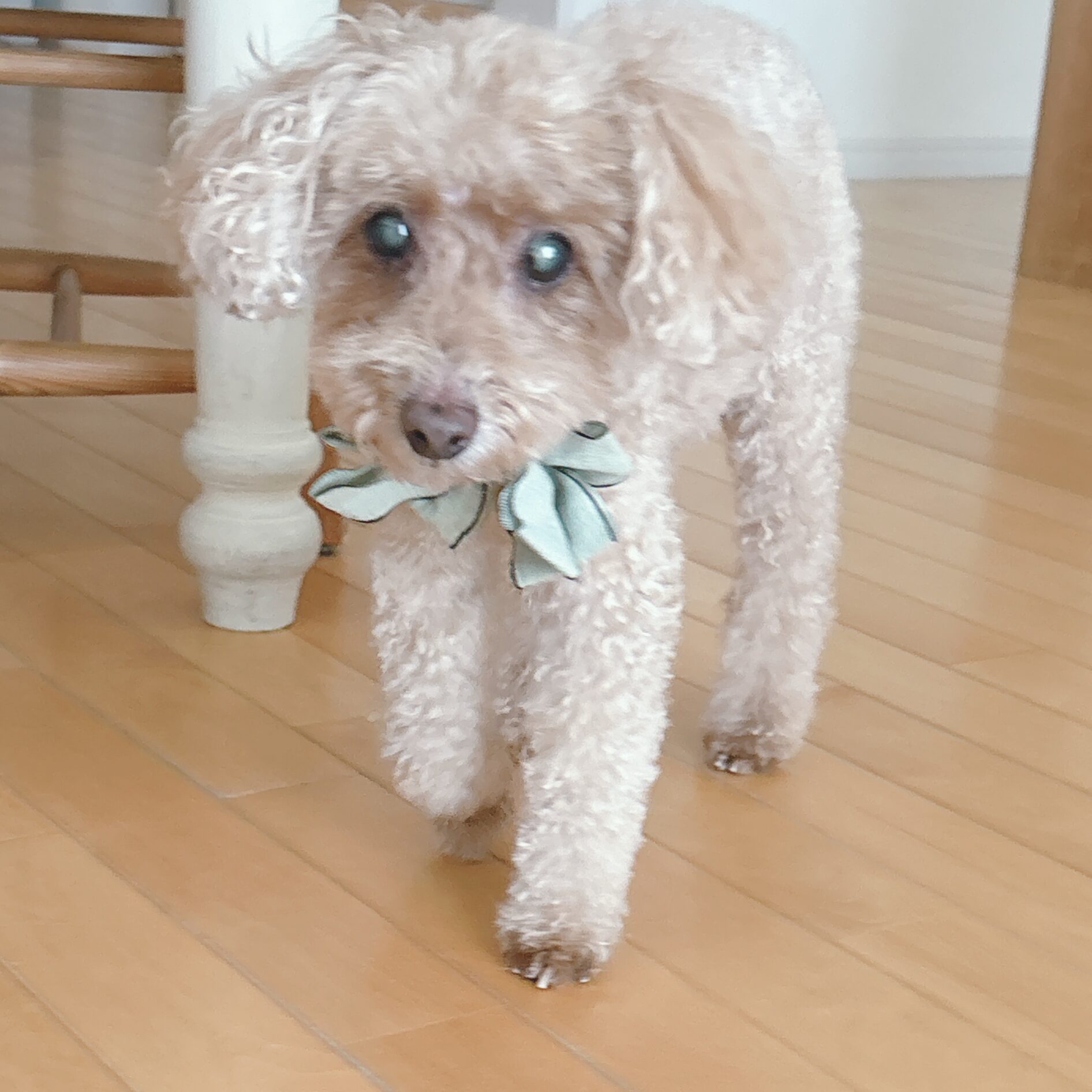 トイプードル 糖尿病 元気 シニア犬