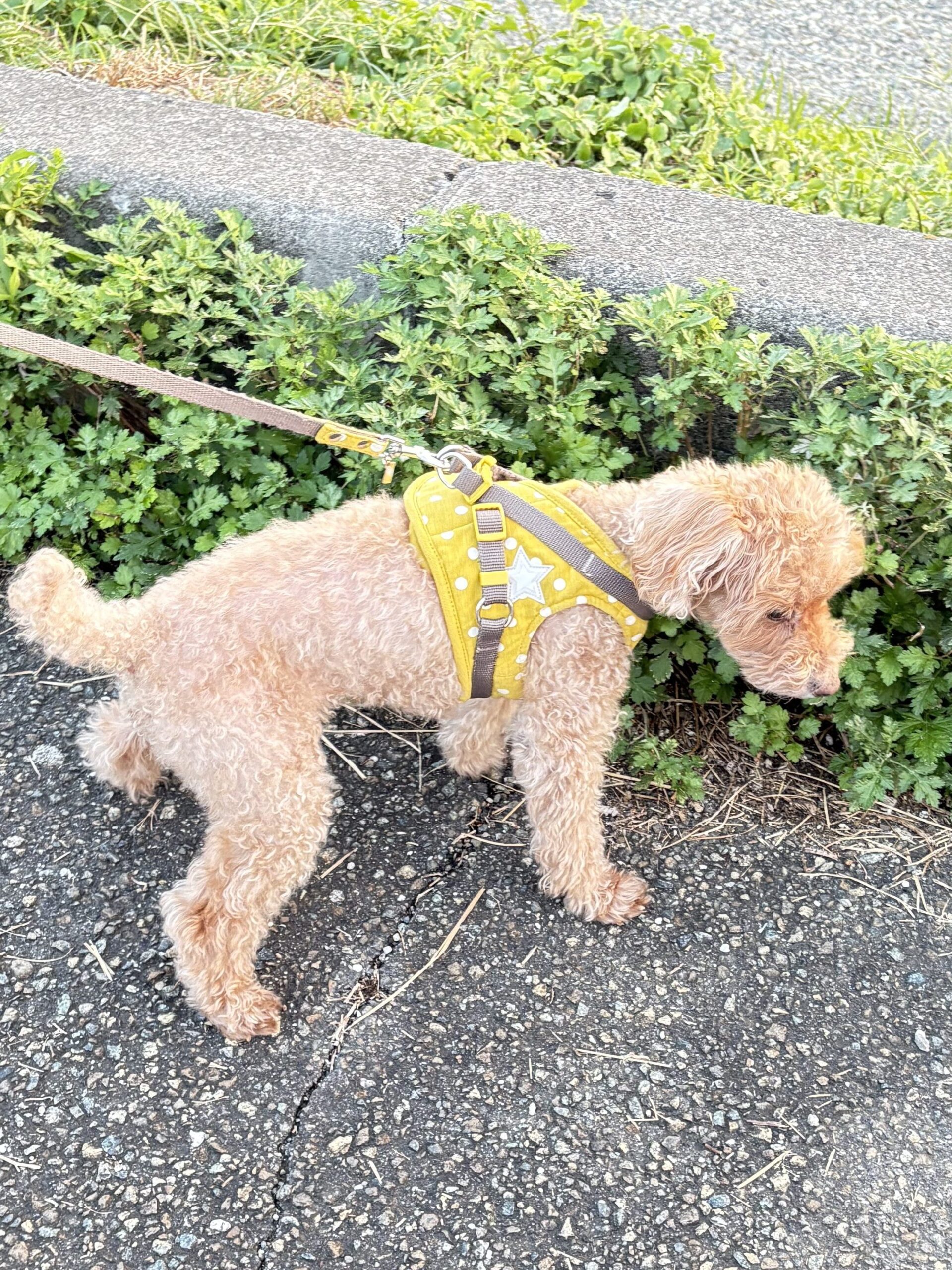 トイプードル シニア犬 お散歩 糖尿病 元気
