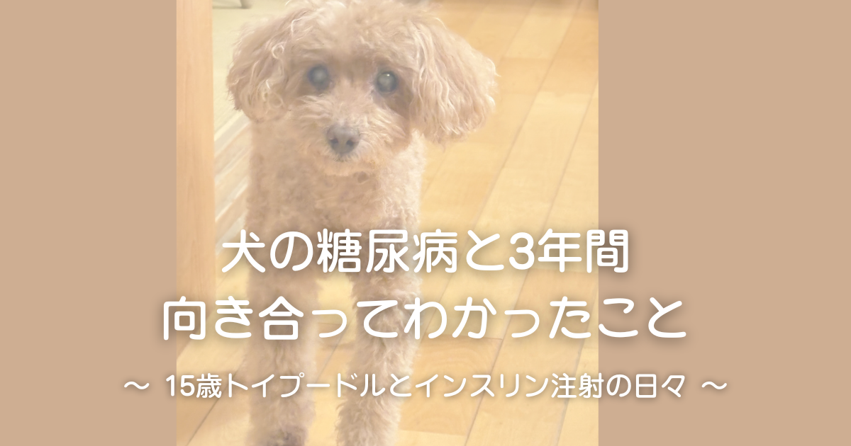 犬の糖尿病 15歳トイプードル インスリン注射