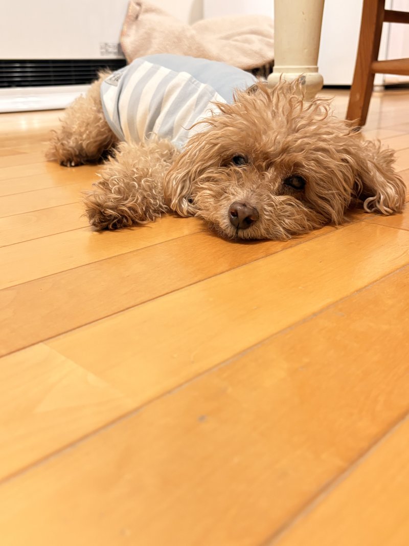 床でくつろぐシニアトイプードルのぴーちゃん