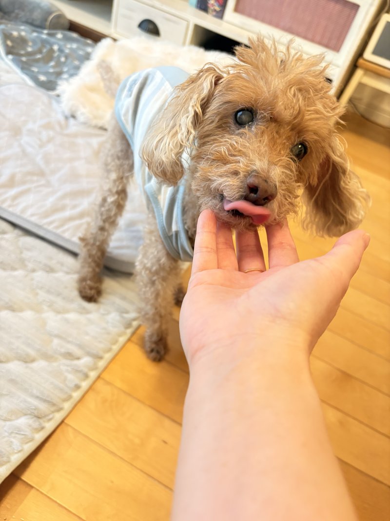 飼い主の手をなめるシニア犬のぴーちゃん