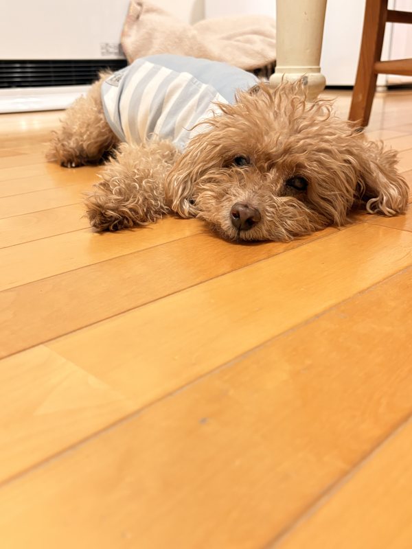 床で伏せて休むぴーちゃん