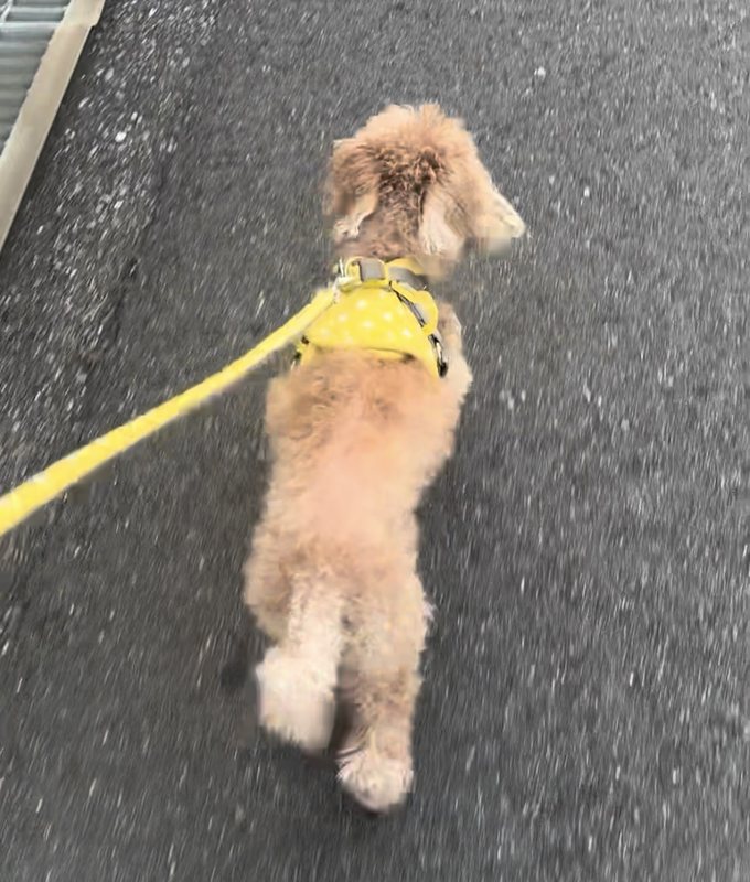 黄色いハーネスで散歩中のぴーちゃん